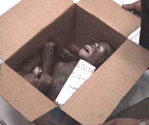 [smuggled-infant-orangutan-found-dead.jpg]