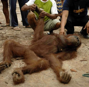 [palm+oil+workers+killing+orangutan.jpg]