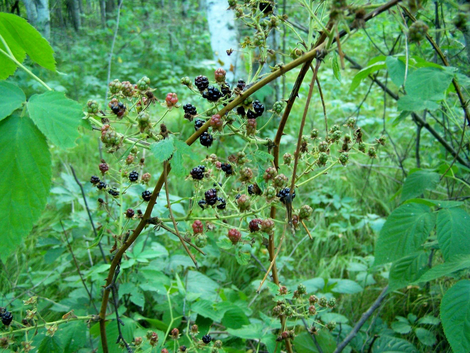 [blackberries+are+coming.jpg]