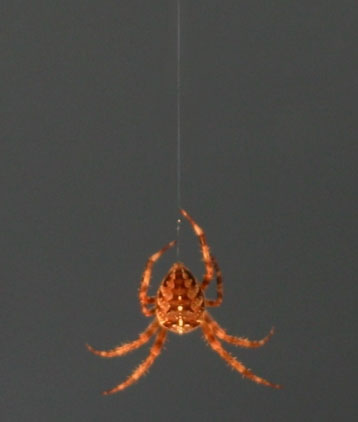 [spider+from+web.jpg]