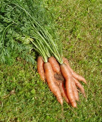 [Carrots+20.7.08.JPG]