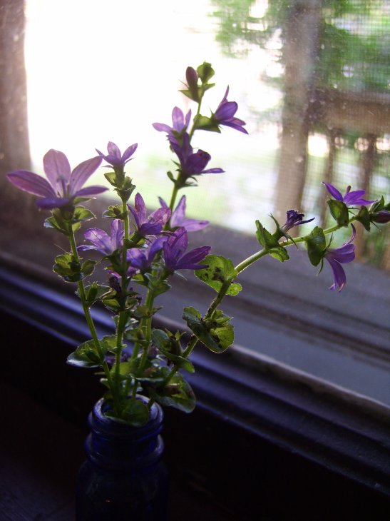 [purpleflowers.jpg]