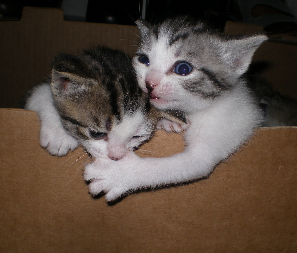 [2007-04-30+kitties.jpg]