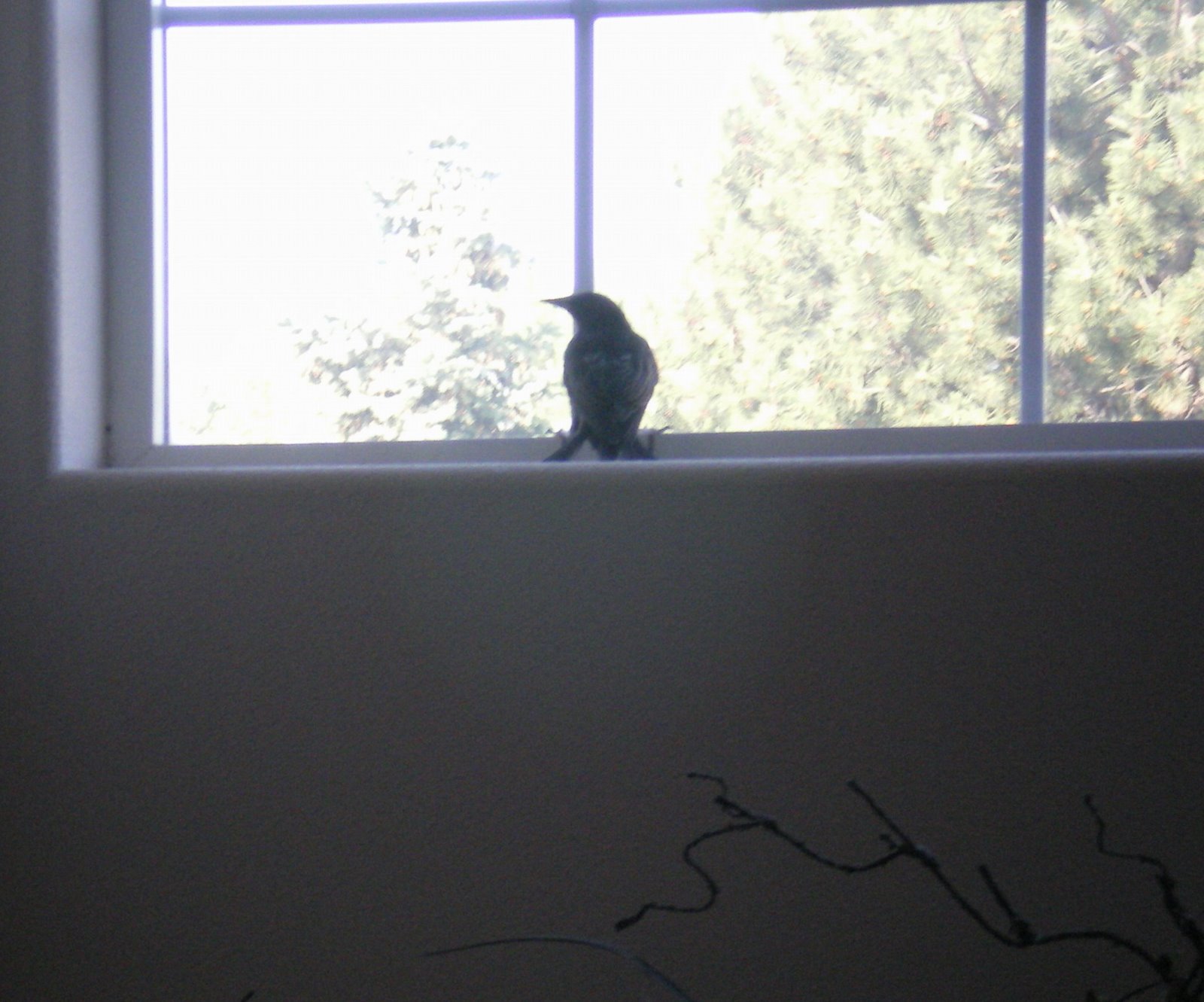 [bird+window.jpg]
