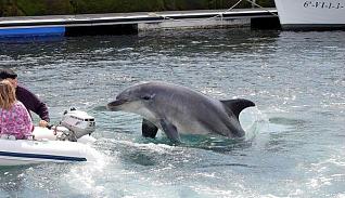 [delfín+en+baiona.jpg]