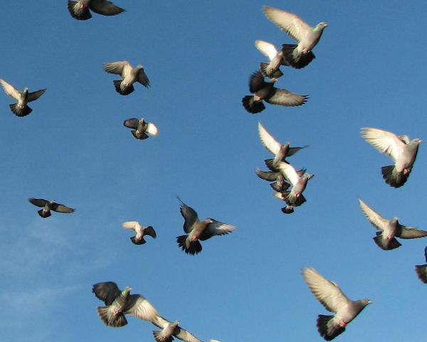 [pigeons_in_flight.jpg]