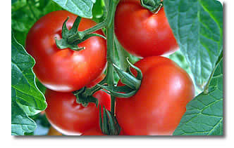 [tomatoe3.jpg]