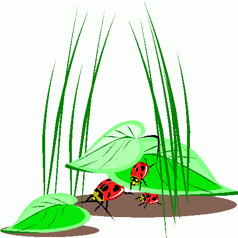 [ladybugs.gif]
