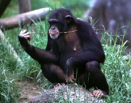 [chimpanzee.jpg]