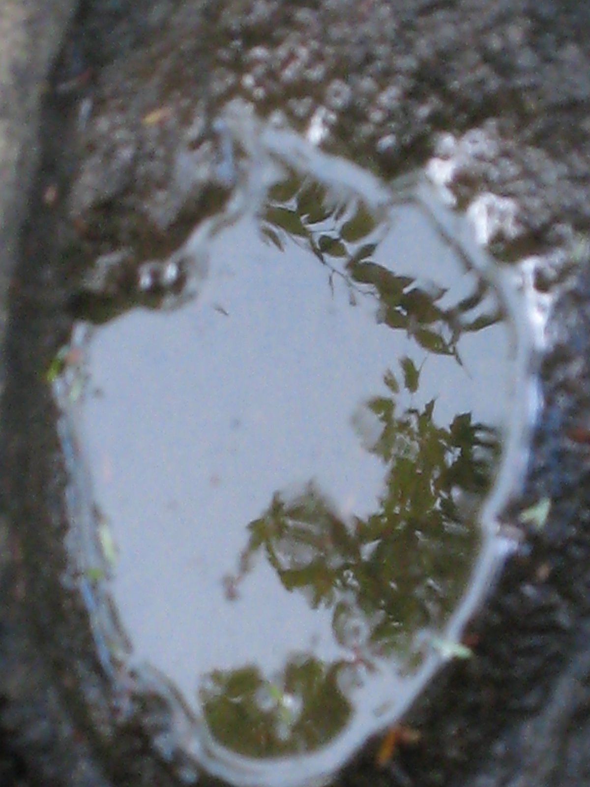 [trees+in+water.JPG]