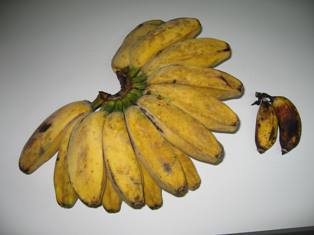 [Bananas--blog.JPG]