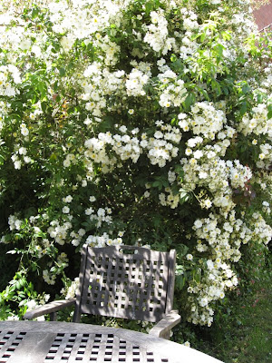 Garden chair among roses