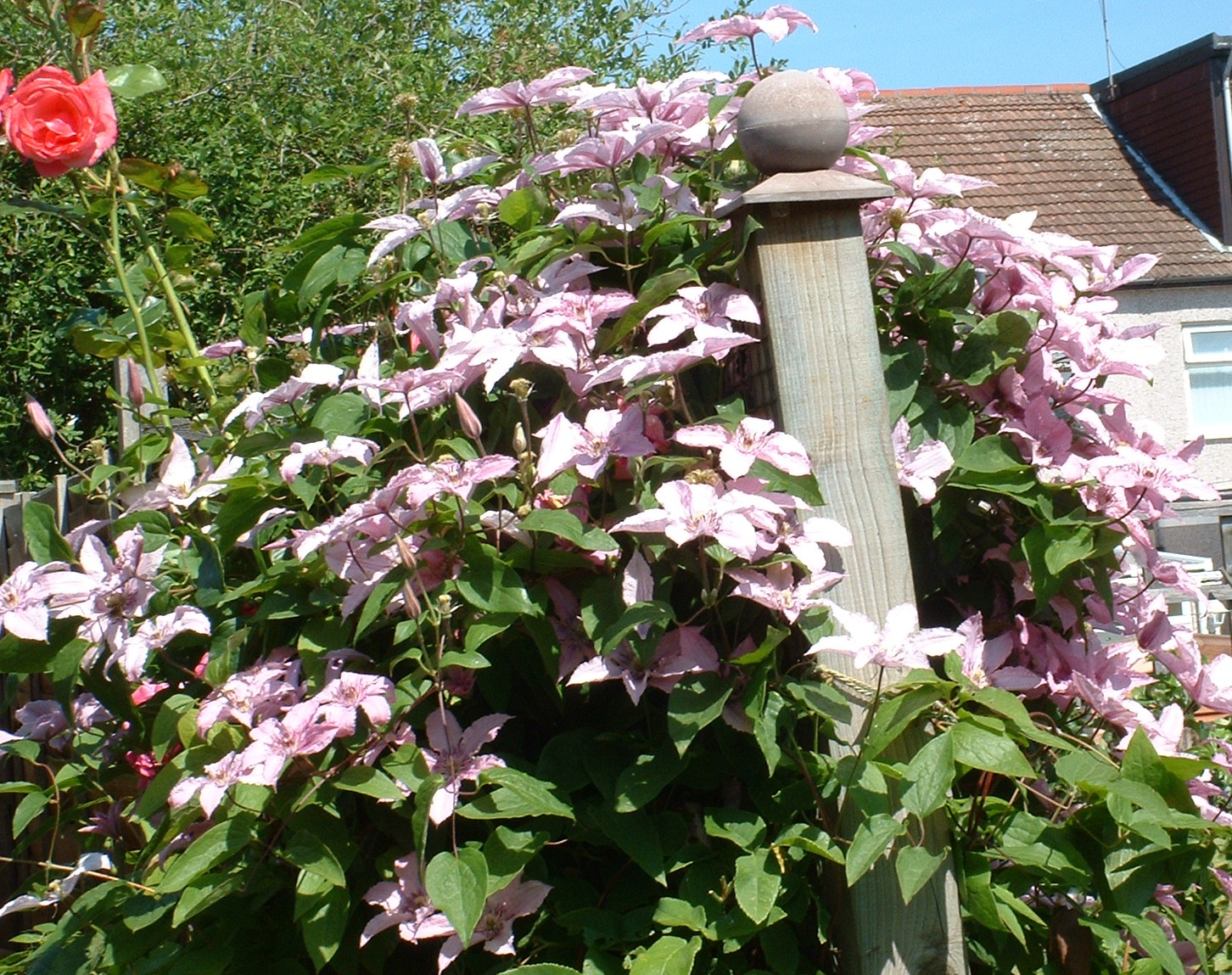 [Cropped+Clematis.jpg]