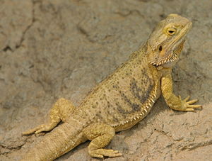 [300px-Bearded_Dragon_at_Indianapolis_Zoo.jpg]