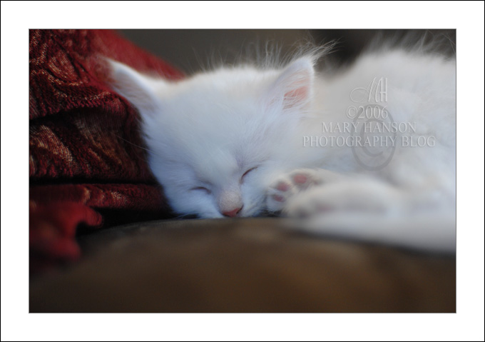 [kitty+sleeping.jpg]
