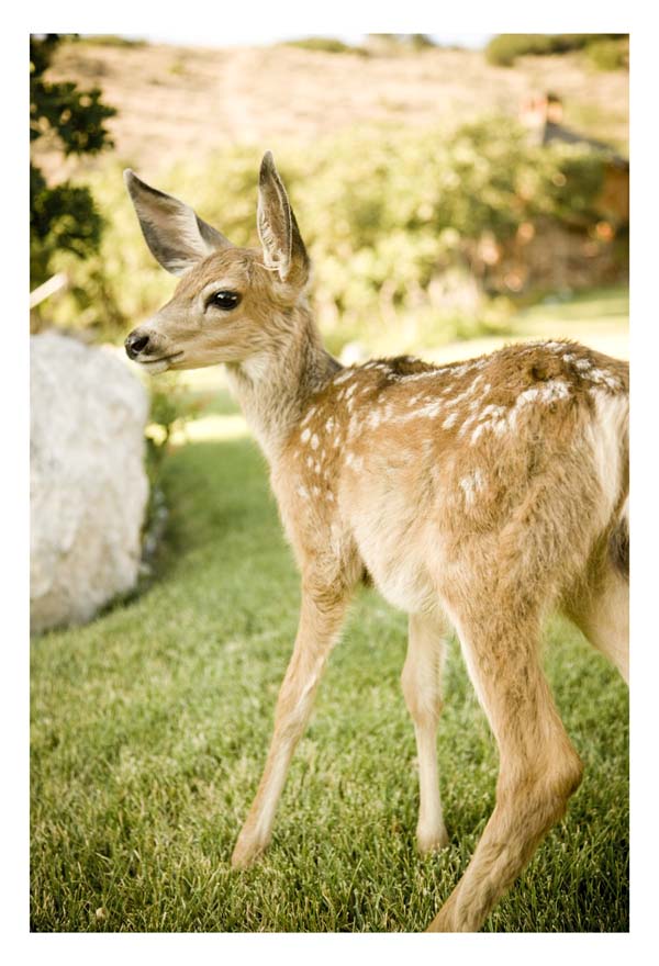 [deer]