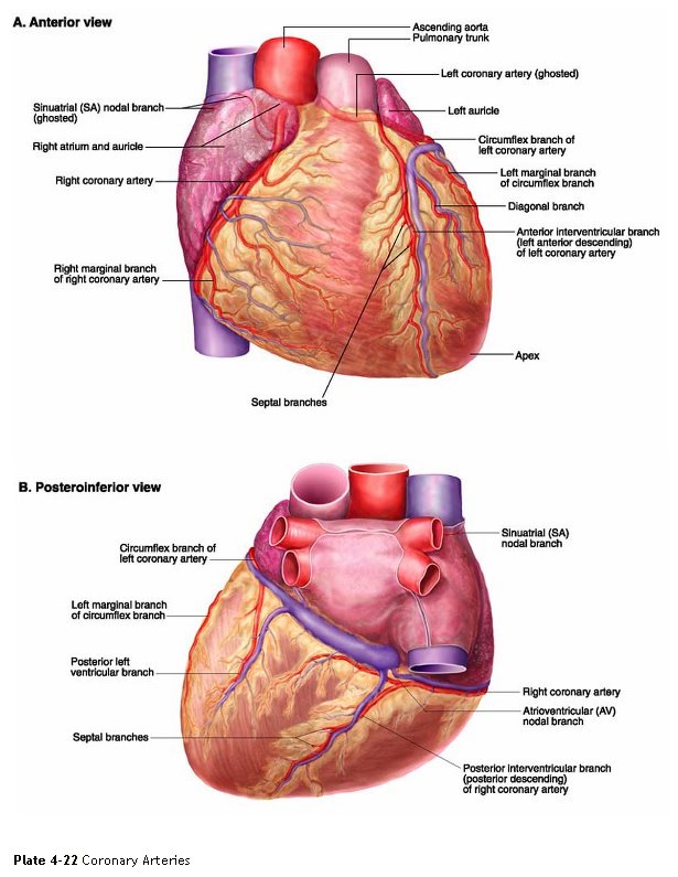 [coronary+arteries.jpg]