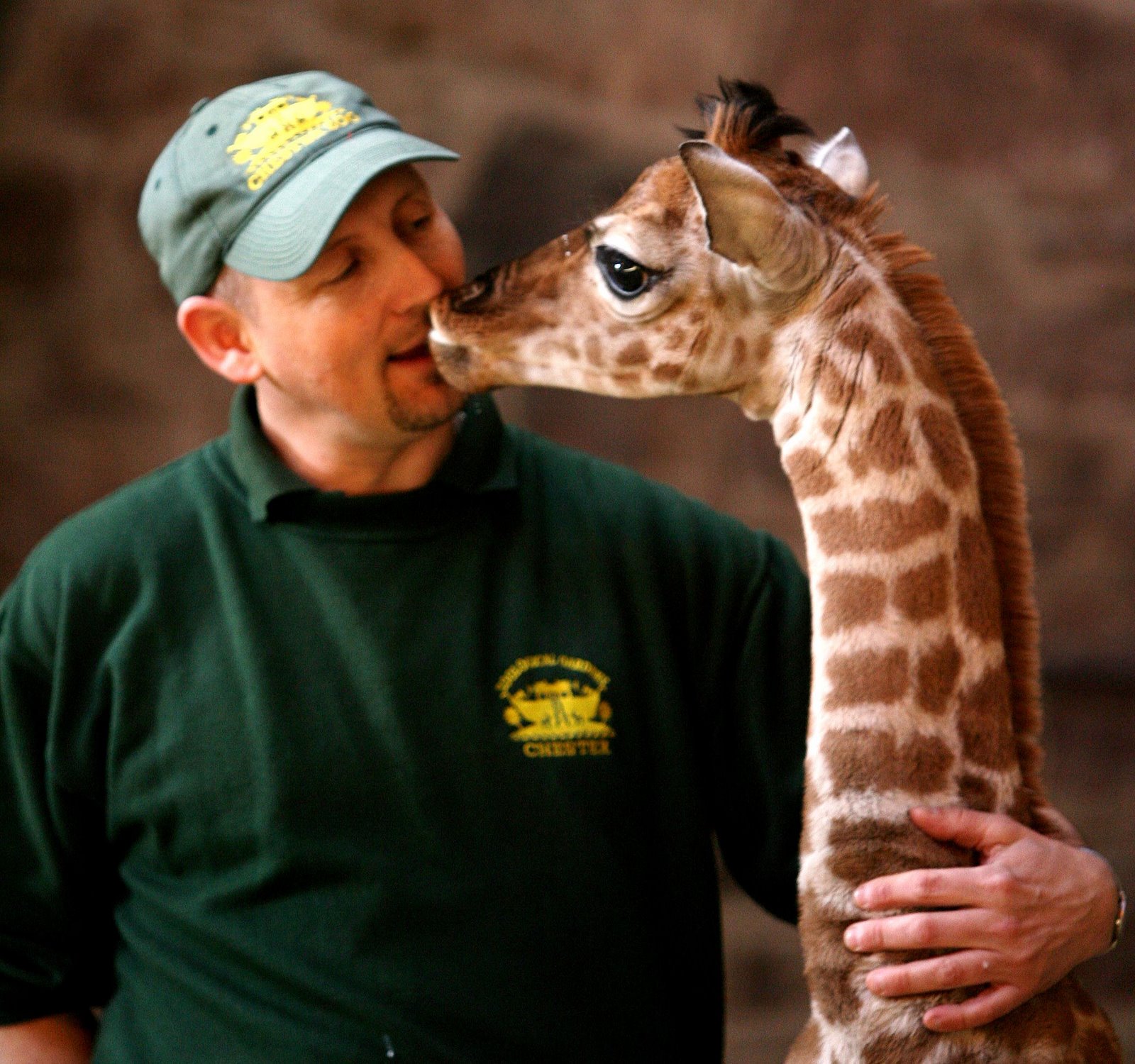 [giraffe+kiss.ashx.jpg]