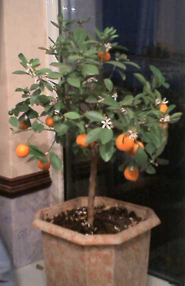 [orangetree.jpg]