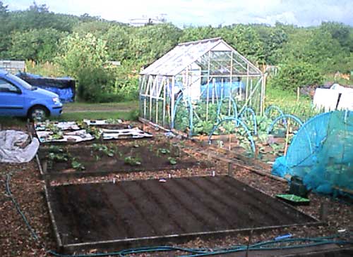 [carrotsnbrassicabeds120608.jpg]