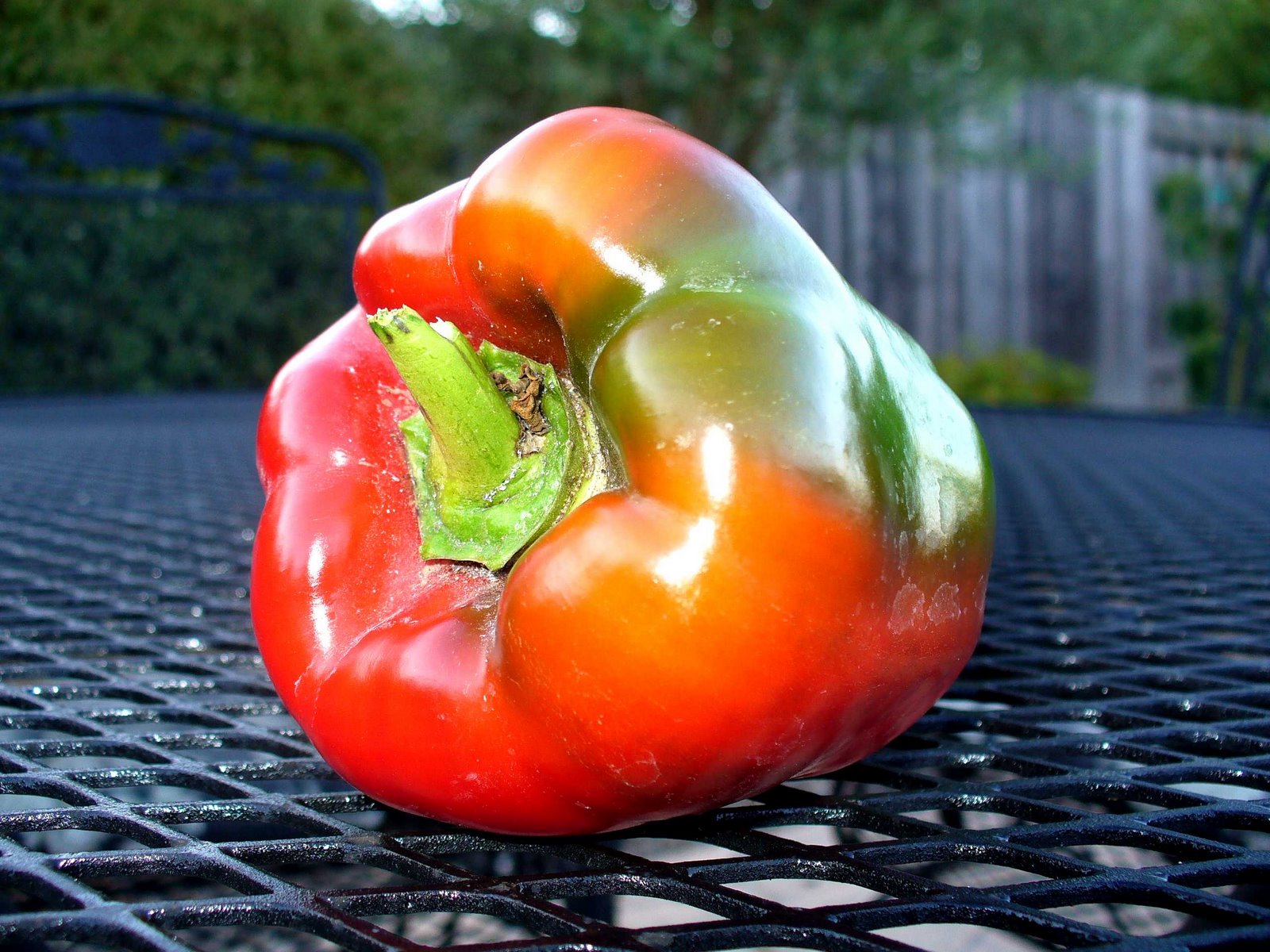 [tri-color-bell-pepper.JPG]