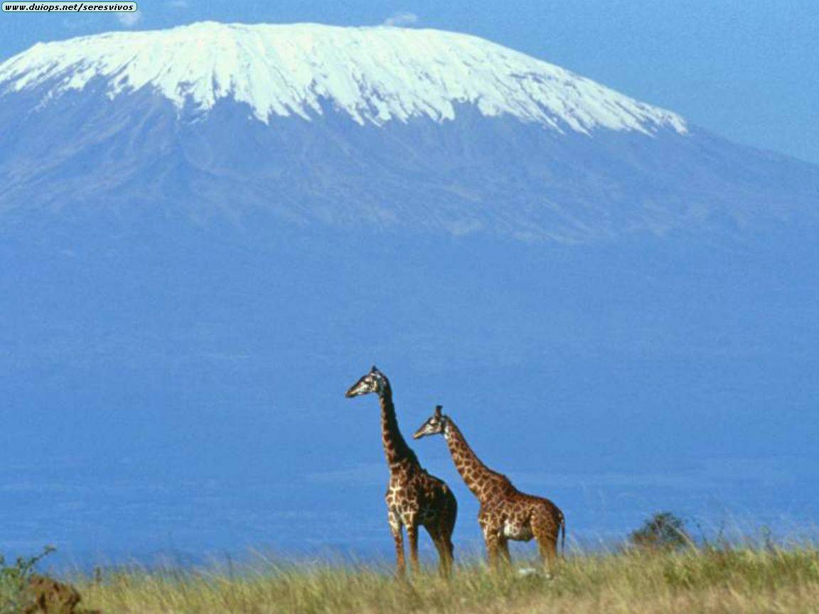 [Giraffes+At+Kilimanjaro+Kenya+Africa.jpg]