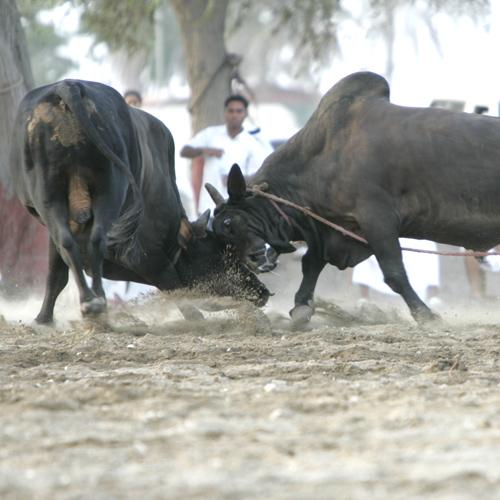 [Fujairah+bull+fight.jpg]