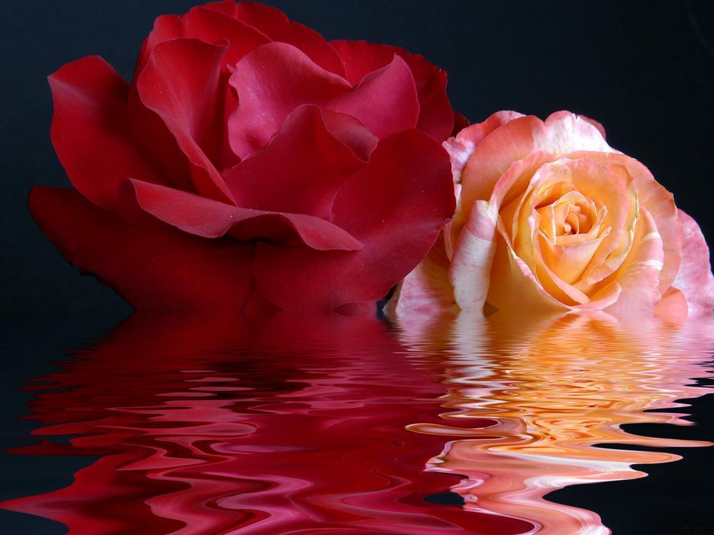 [flower_-_Water_and_Roses.jpg]