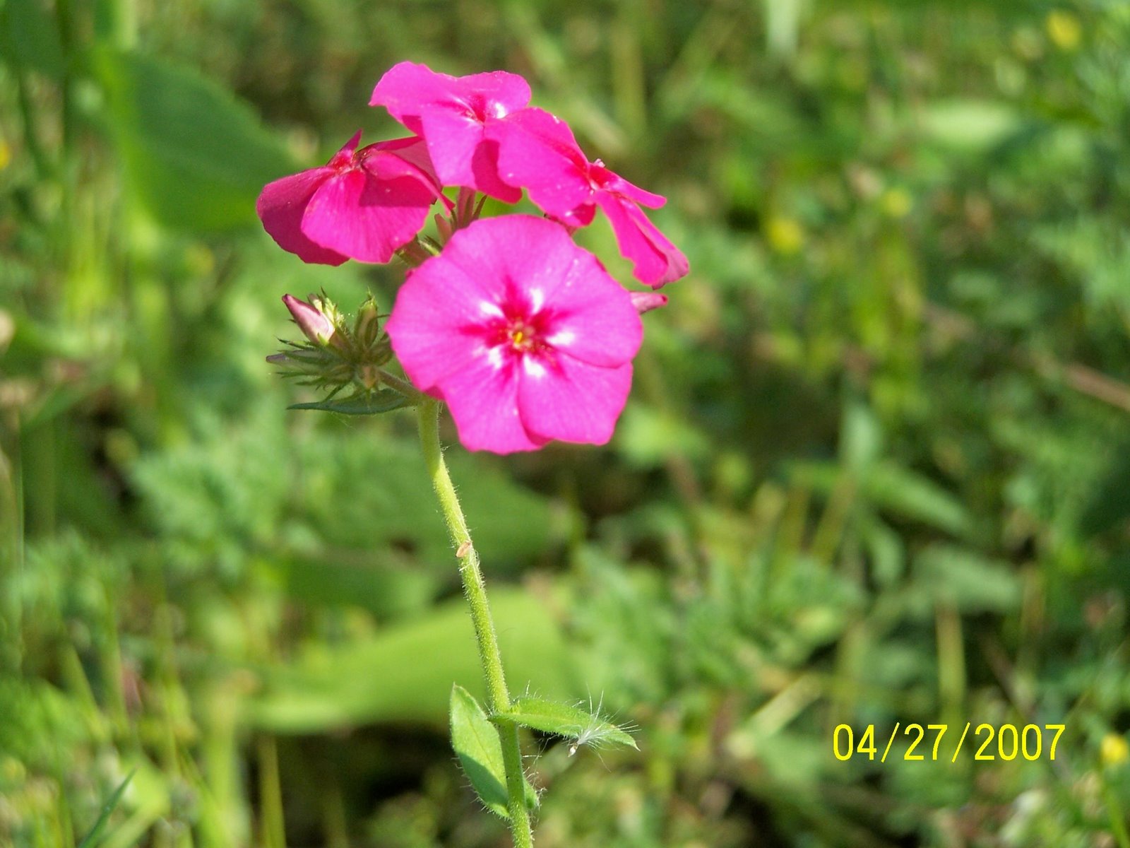 [Pink+flower+on+708.jpg]