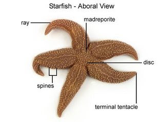 Ava's county: starfish