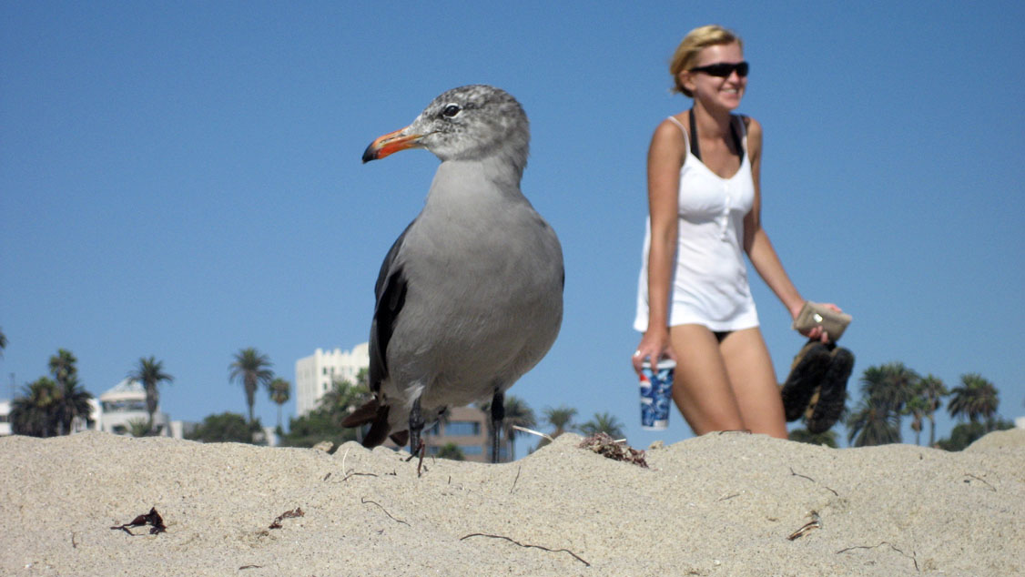 [Gulls+the+Size+of+Blondes.jpg]