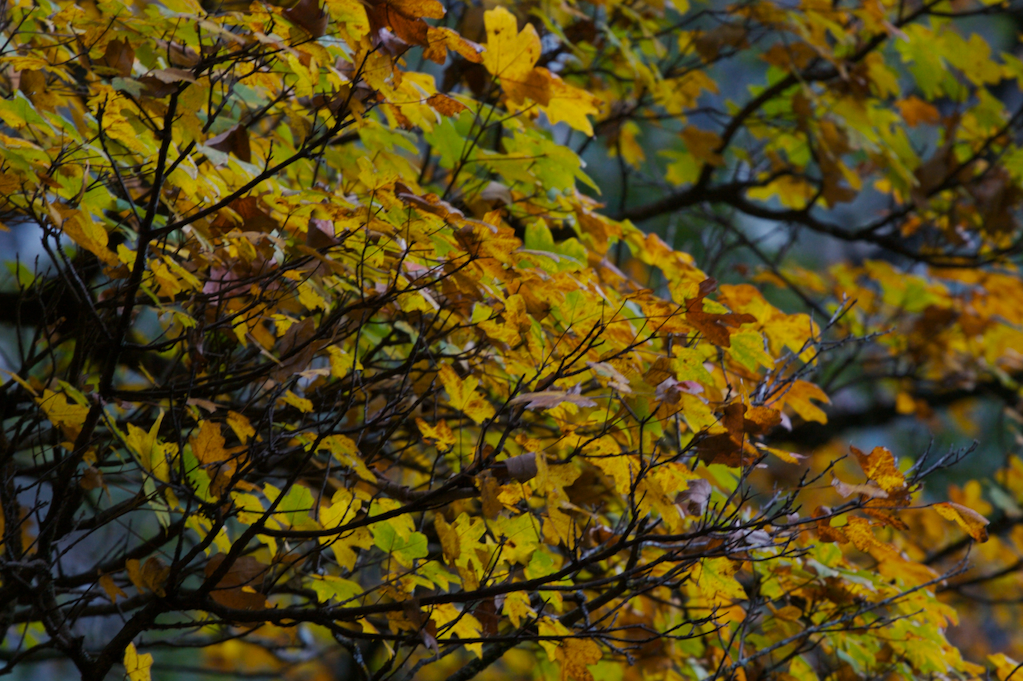 [Autumn+leaves.jpg]