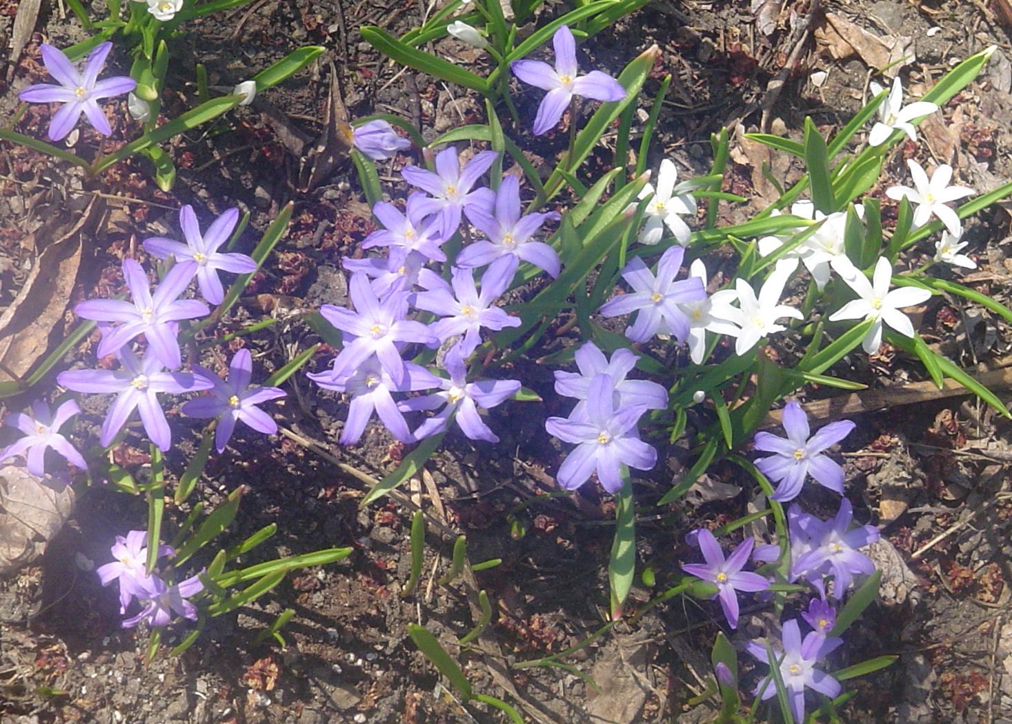 [spring+flowers.jpg]