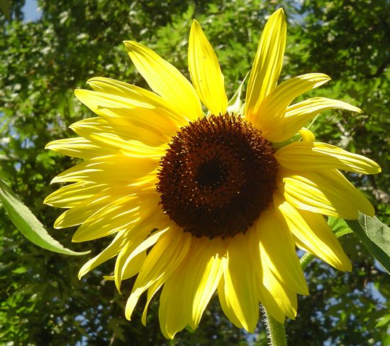 [kong+sunflower+02.jpg]