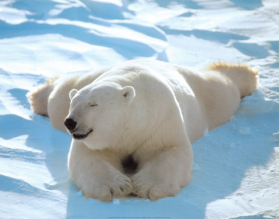 [lazy+polar+bear.jpg]