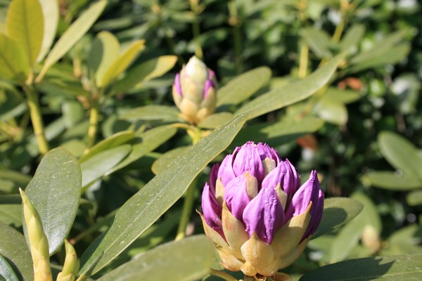 [Rhododendron+3.JPG]