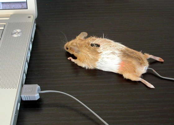 [mouse5.jpg]