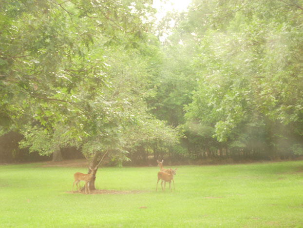[deer+under+trees.jpg]