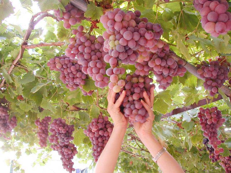 [Lebanon+Photo+-+Grapes.jpg]