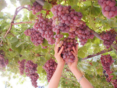 2)Tourist Attractions in Lebanon Lebanon+Photo+-+Grapes