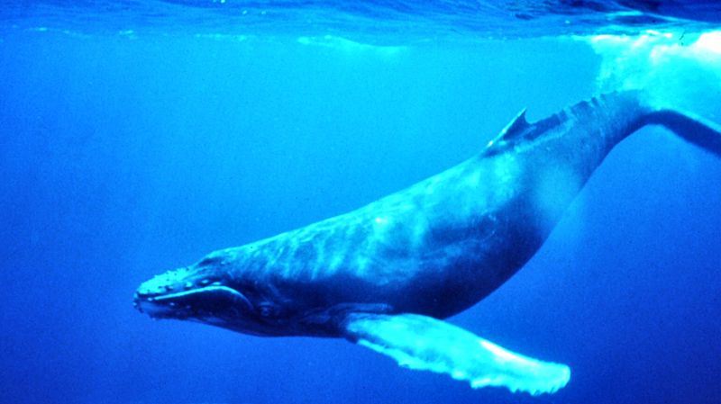 [800px-Humpback_Whale_underwater_shot.jpg]