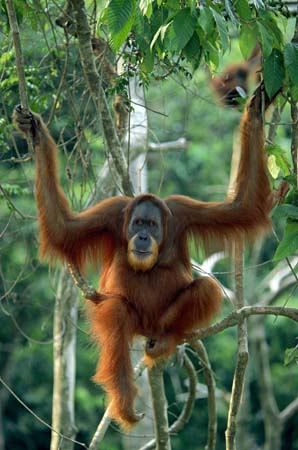 [hi_res_orangutan-7293.jpg]