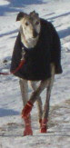 greyhound walking in homemade winter snow boots