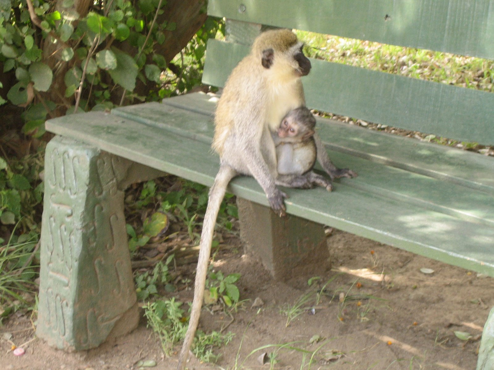 [mama+monkey.JPG]