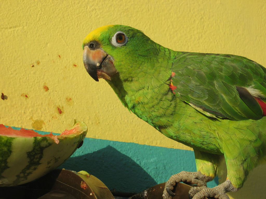 [Green_Parrot_Eating_Watermelon.jpg]