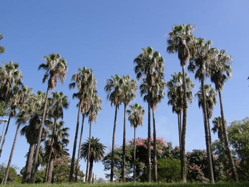 [palmeras+parque+villa+biarritz.jpg]