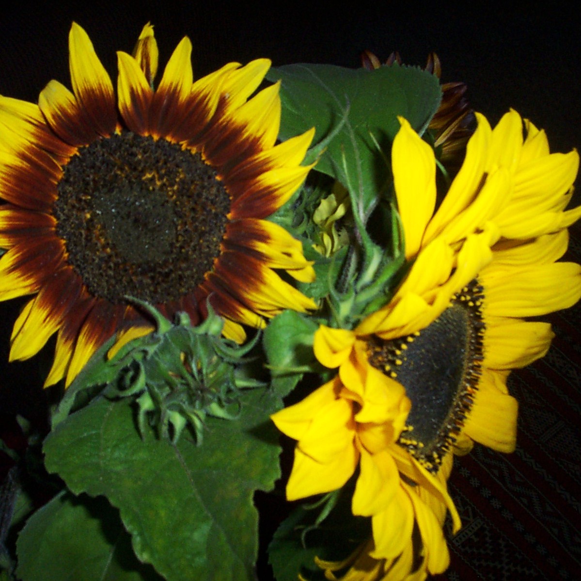 [03+Week+6+-+Sunflowers.JPG]