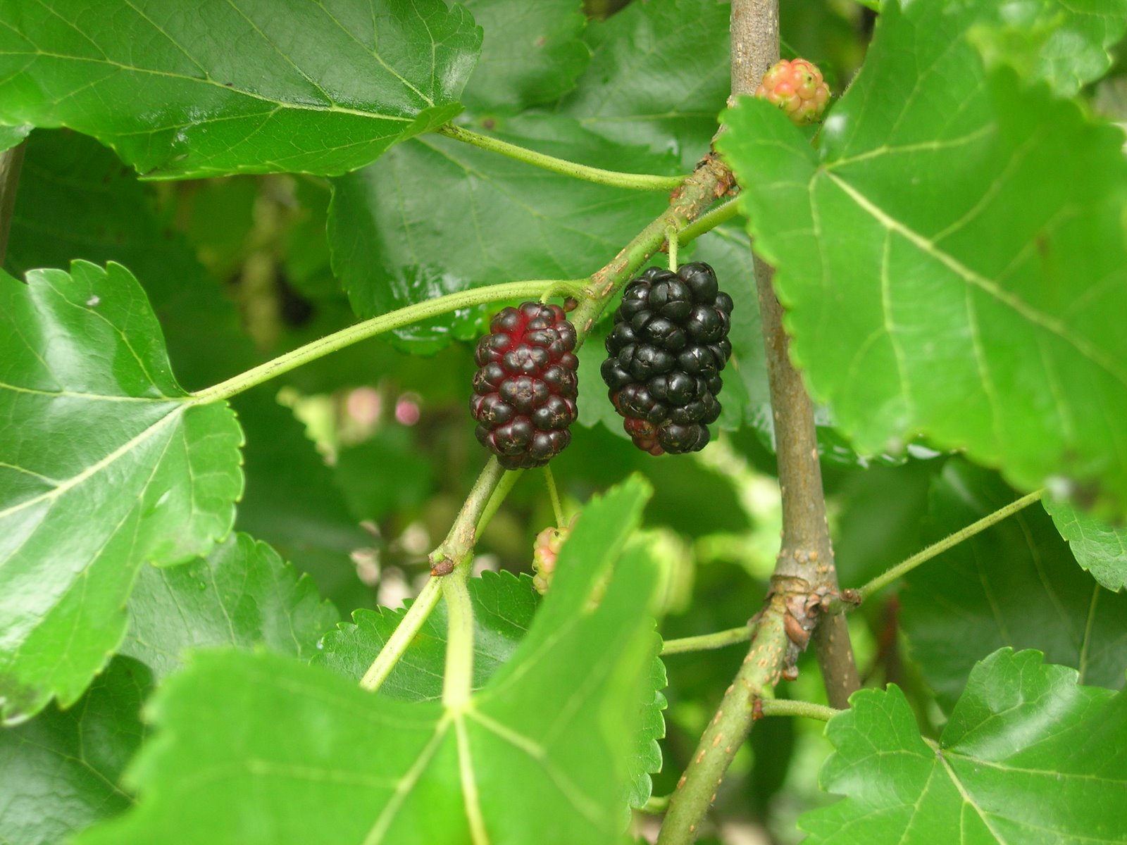 [mulberries+002.jpg]