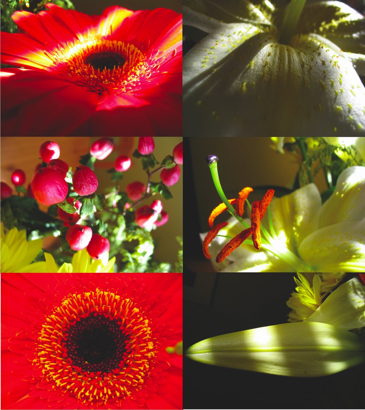 [Flowers+copy.jpg]