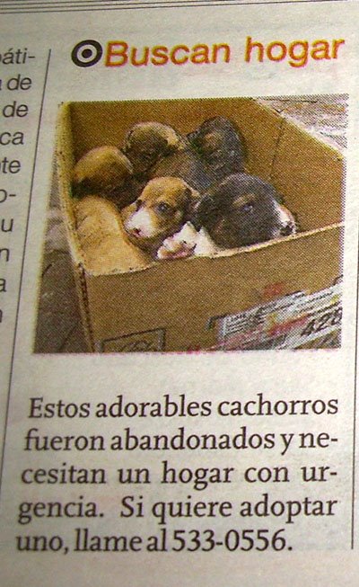 [6+cachorros+adopcion.jpg]
